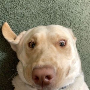 Meet your Posher, Alexa